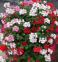 Ivy Geranium Flower Seeds for Planting – Heirloom, Non-GMO, High Germination Organic Garden Seeds