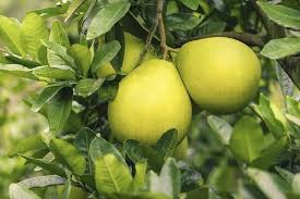 Fruit Seeds,Garden seeds, Seeds For Planting,Plant Seeds