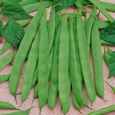 Lima Bean Seeds for Planting – Heirloom Non-GMO Organic Garden Seeds – Creamy Texture, Perfect for Cooking