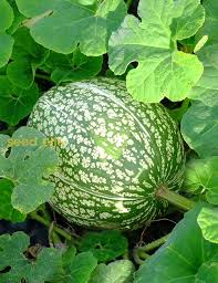Cucurbita Vegetable Seeds for Planting – Heirloom Non-GMO Organic Garden Seeds – Squash Variety, High Germination