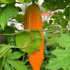 Yellow Bitter Gourd flower seeds for planting - Heirloom & Non-GMO Garden Seeds