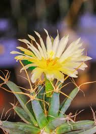 Yellow Leuchtenbergia Flower Seeds for Planting – Heirloom, Non-GMO, Bright Blooms Organic Garden Seeds