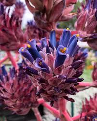 Purple Puya Venusta Flower Seeds for Planting – Shade Tolerant, Heirloom, Non-GMO, High Germination Organic Seeds