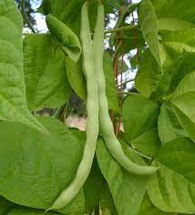 Green Romano Pole Bean Seeds for Planting – Heirloom & Non-GMO Seeds, Flat-Podded Beans for Easy Harvesting