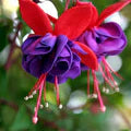 Purple Fuchsia Flower Seeds for Planting – Heirloom, Non-GMO, Perfect Border Garden Seeds