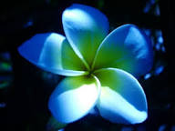 Frangipani Sky Blue Flower Seeds for Planting – Heirloom, Non-GMO, Bright Blooms, High Germination
