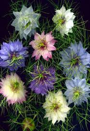 Pink Nigella Damascena Flower Seeds for Planting | Heirloom Non-GMO High Germination Organic Garden Seeds