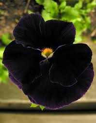 Wanchen Pansy Flower Seeds for Planting – Easy to Grow, Heirloom, Non-GMO, High Germination