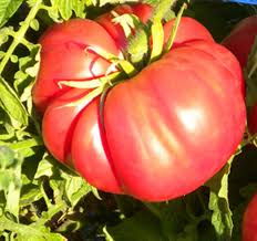 Cosmonaut Volkov Tomato Seeds for Planting – Heirloom, Non-GMO, Juicy Red Vegetable