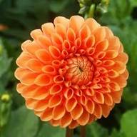 Dahlia Flower Seeds for Planting – Heirloom, Non-GMO, Seasonal Bloomer Organic Garden Seeds