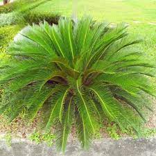 Green Cycas Plant Seeds for Planting – Heirloom & Non-GMO Seeds, Ornamental Palms for Lush Garden Decor