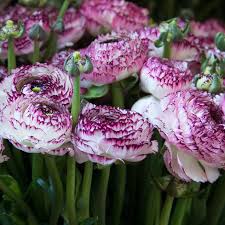 Brown Shade Japanese Ranunculus Flower Seeds for Planting - Heirloom, Non-GMO, High Germination Organic Garden Seeds
