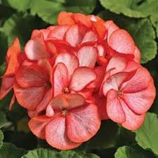 Orange White Geraniums Flower seeds for Planting – Compact Growth, Heirloom & GMO Free Seeds for Home Garden, High Germination