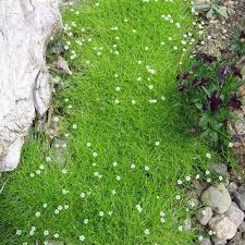 Sagina Subulata Flower Seeds for Planting – Heirloom, Non-GMO, High Germination Garden Seeds