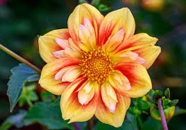 Collarette Dahlia Flower Seeds for Planting – Heirloom Non-GMO High Germination Organic Garden Seeds