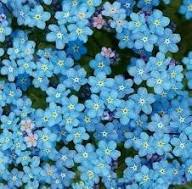 Fothergills Flower Seeds for Planting – Heirloom, Non-GMO, Wildflower Mix Organic Garden Seeds