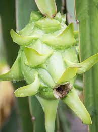 Fruit Seeds,Garden seeds, Seeds For Planting,Plant Seeds