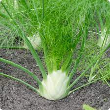 Fennel Seeds for Planting – Heirloom & Non-GMO Herb Seeds for Aromatic Bulbs and Medicinal Gardens