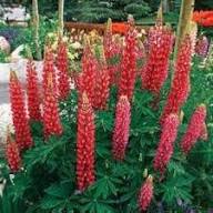 Maroon Lupine Flower Seeds for Planting – Heirloom, Non-GMO, High Germination Organic Garden Seeds