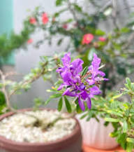 Bell Flower Seeds for Planting | Cottage Garden Essential Heirloom Non-GMO High Germination Organic Garden Seeds