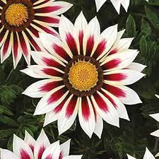 Purple Gazania Flower Seeds for Planting – Heirloom, Non-GMO, High Germination Organic Garden Seeds
