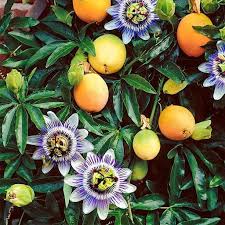 Passion Fruit fruit seeds for planting - Heirloom & Non-GMO Garden seeds, flavorful tropical vines for vibrant gardens