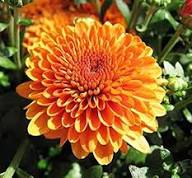 Orange Chrysanthemum Flower Seeds for Planting | Heirloom Non-GMO Organic Garden Seeds, Hardy Variety, High Germination