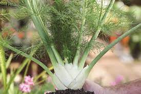 Fennel Seeds for Planting – Heirloom & Non-GMO Herb Seeds for Aromatic Bulbs and Medicinal Gardens