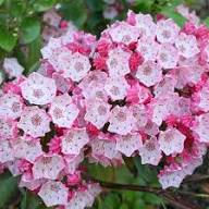 Pink Laurel Flower Seeds for Planting – Heirloom, Non-GMO, High Germination Organic Garden Seeds