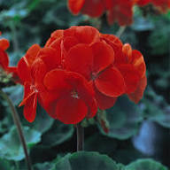 Deep Red Geranium Flower seeds for Planting – Bright Blooms, Heirloom & GMO Free Seeds, High Germination