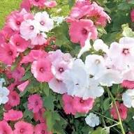 Heirloom Rose Mallow Flower Seeds for Planting – Pollinator Friendly, Non-GMO, High Germination Organic Garden Seeds
