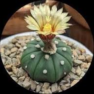 Mixed Astrophytum Flower Seeds for Planting | Heirloom Non-GMO High Germination Organic Garden Seeds