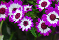 Pink White Cineraria Flower Seeds for Planting – Compact Growth, Heirloom, Non-GMO Seeds for Home Garden
