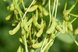 Soybean Seeds for Planting – Heirloom & Non-GMO Vegetable Seeds for Protein-Rich Garden Harvests