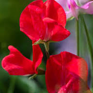 Deep Red Sweet Pea Flower Seeds for Planting – Non-GMO, High Germination Heirloom Organic Garden Seeds