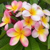 Pink &amp; Yellow Egg Flower Seeds for Planting – Heirloom Non-GMO High Germination Organic Garden Seeds