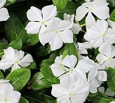 Periwinkle Flower Seeds for Planting – Heirloom, Non-GMO, Hardy Variety Organic Garden Seeds