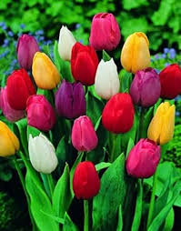 Tulip Flower Seeds for Planting – Pollinator Friendly, Heirloom, GMO Free Organic Garden Seeds