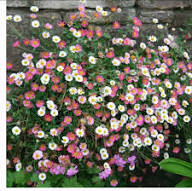 Mixed Erigeron Flower Seeds for Planting | Heirloom Non-GMO High Germination