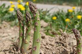 Green Asparagus Plant Seeds for Planting – Heirloom & Non-GMO Vegetable Seeds for Perennial Spring Spears