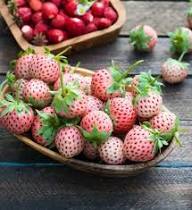 Pink Strawberry Fruit Seeds for Planting – Heirloom, Non-GMO, High Germination Organic Garden Seeds