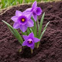Purple Daffodil Flower Seeds for Planting – Heirloom, Non-GMO, High Germination Organic Garden Seeds