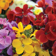 Mixed Erysimum Flower Seeds for Planting | Heirloom Non-GMO High Germination Organic Garden Seeds