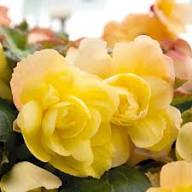 Light Yellow Begonia Flower Seeds for Planting – Heirloom, Non-GMO, High Germination Organic Garden Seeds