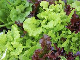 Mixed Lettuce Vegetable Seeds for Planting – Heirloom & Non-GMO Salad Seeds