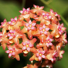 Light Orange Hoya Carnosa Flower Seeds for Planting – Heirloom Non-GMO High Germination Organic Garden Seeds