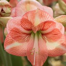 Light Orange Amaryllis Flower Seeds for Planting – Heirloom, Non-GMO, High Germination Organic Garden Seeds