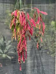 Red Mistletoe Cactus Rhipsalis Seeds – Heirloom Non-GMO Succulent for Home Garden Planting