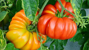 Yellow Red Tomato Seeds for Planting – Sweet heirloom & non-GMO blend for salad gardens