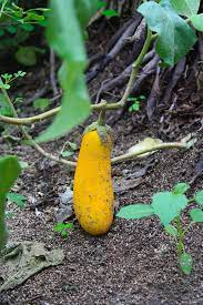 Yellow Eggplant Seeds for Planting – Heirloom & Non-GMO Vegetable Seeds for Rare and Vibrant Harvests